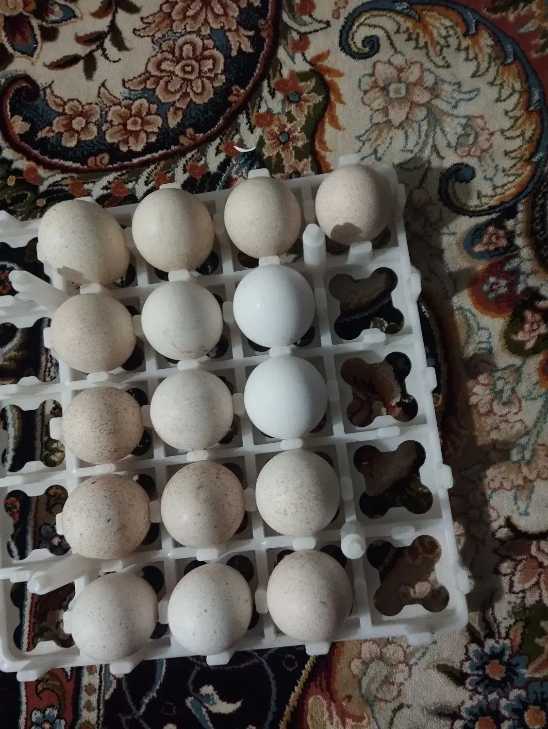 تخم بوقلمون|حیوانات مزرعه|تربت جام, حافظ|دیوار