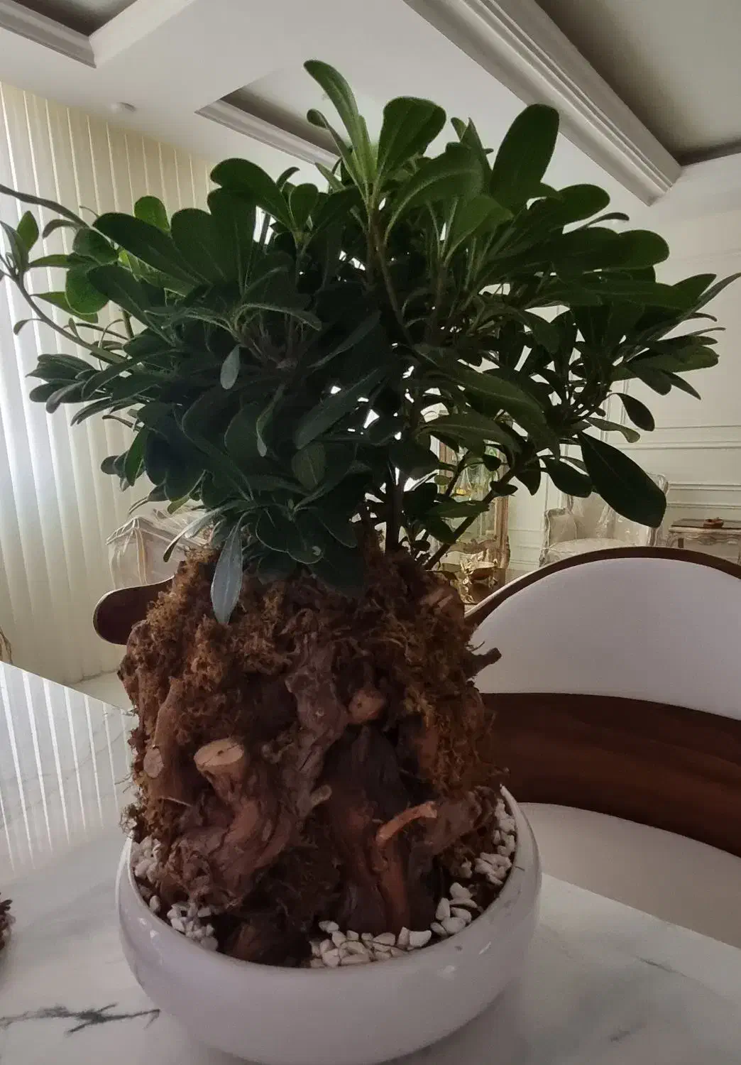 گل بنسای هندی گلدان سرامیکی|گل و گیاه طبیعی|مشهد, کوثر|دیوار