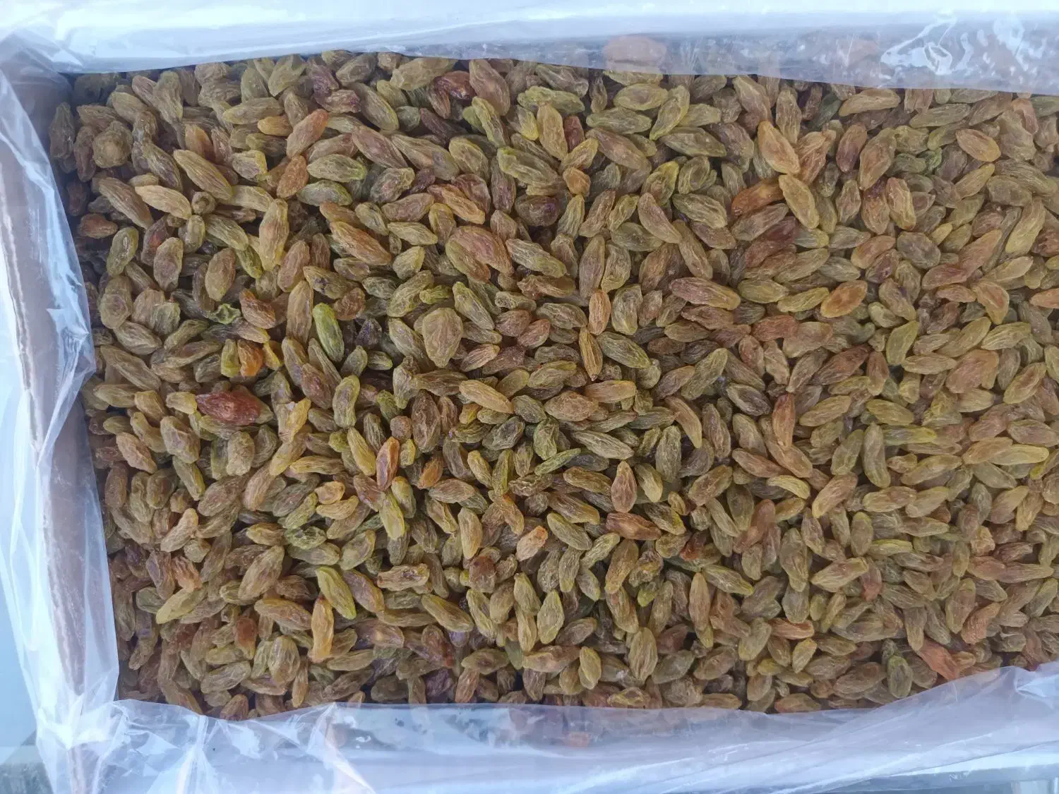 کشمش سبز قلمی درشت یک دست|خوردنی و آشامیدنی|بردسکن, |دیوار