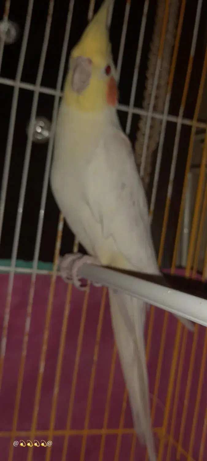 دو جفت عروس هلندی چشم شرابی مولد در عجب شیر|پرنده|عجب شیر, |دیوار