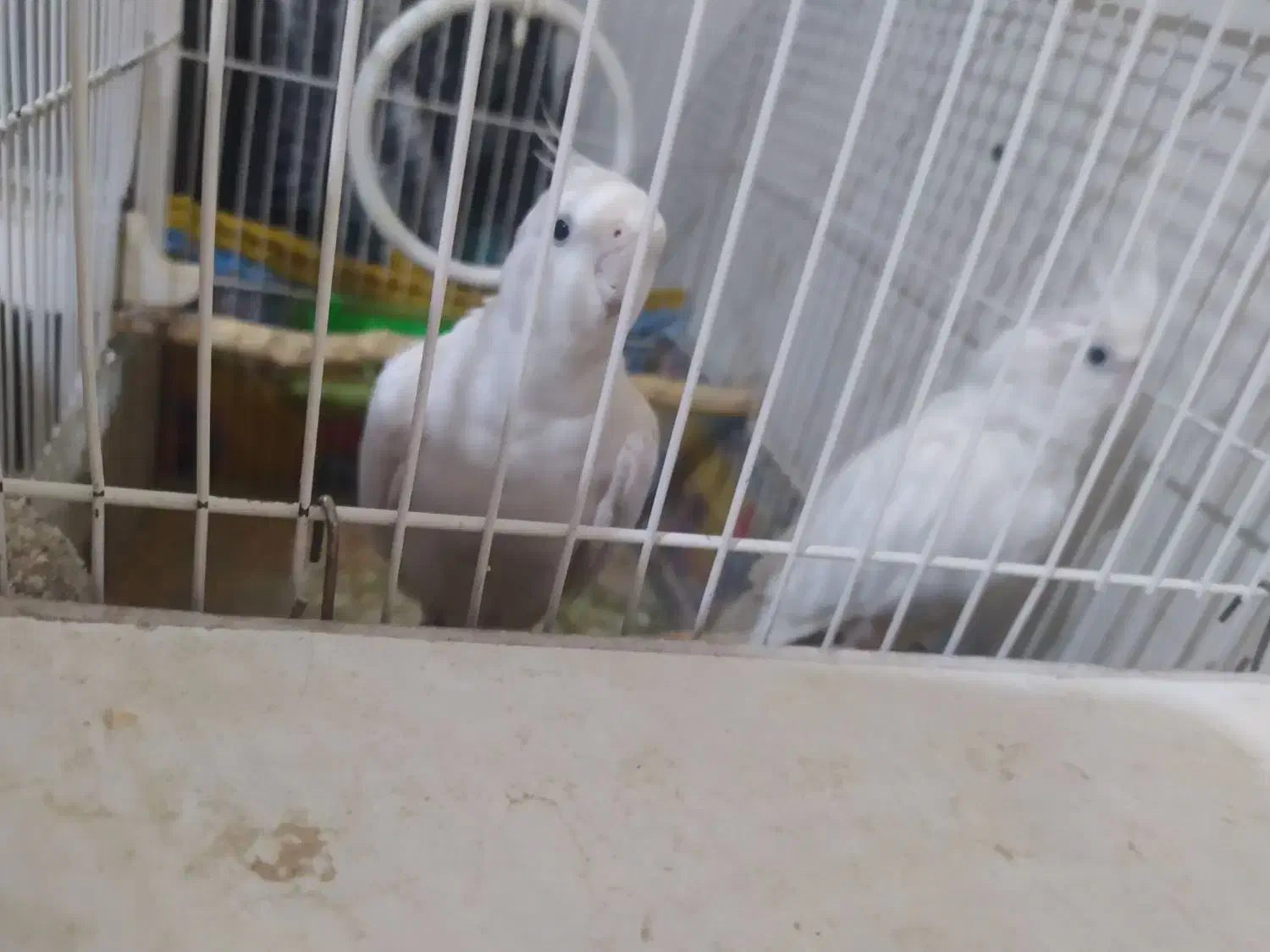 عروس هلندی البینو|پرنده|مشهد, شهید قربانی|دیوار