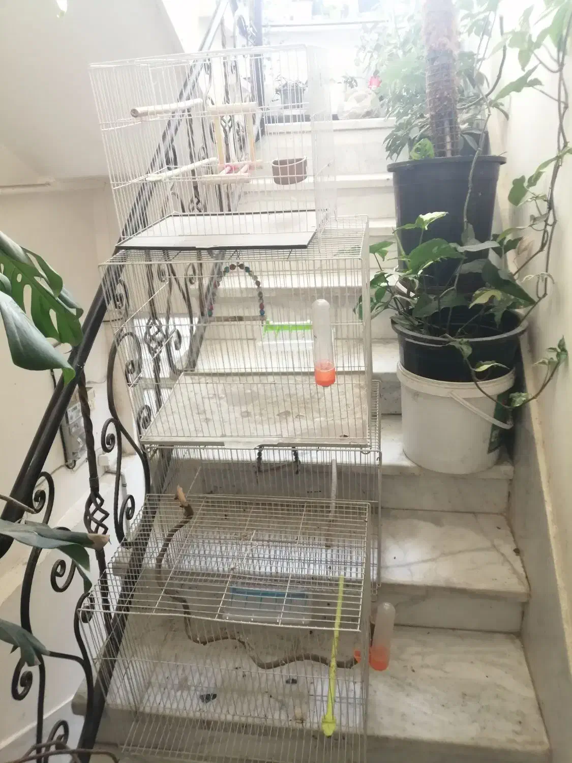 قفس پرنده|لوازم جانبی حیوانات|طرقبه, |دیوار