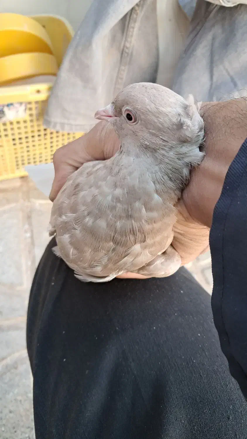 کفتر زرد دم سفید|پرنده|تربت جام, جامی|دیوار