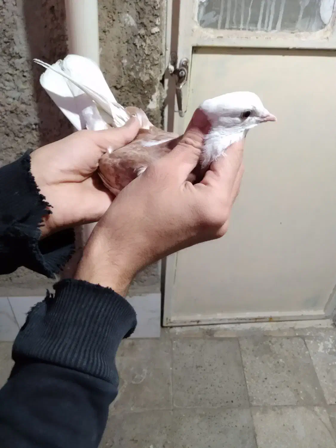 کفتر جوجه گرفتنی ۳۰۰ یه  دوکت شهرستانی|پرنده|پاکدشت, پاکدشت (مامازند)|دیوار