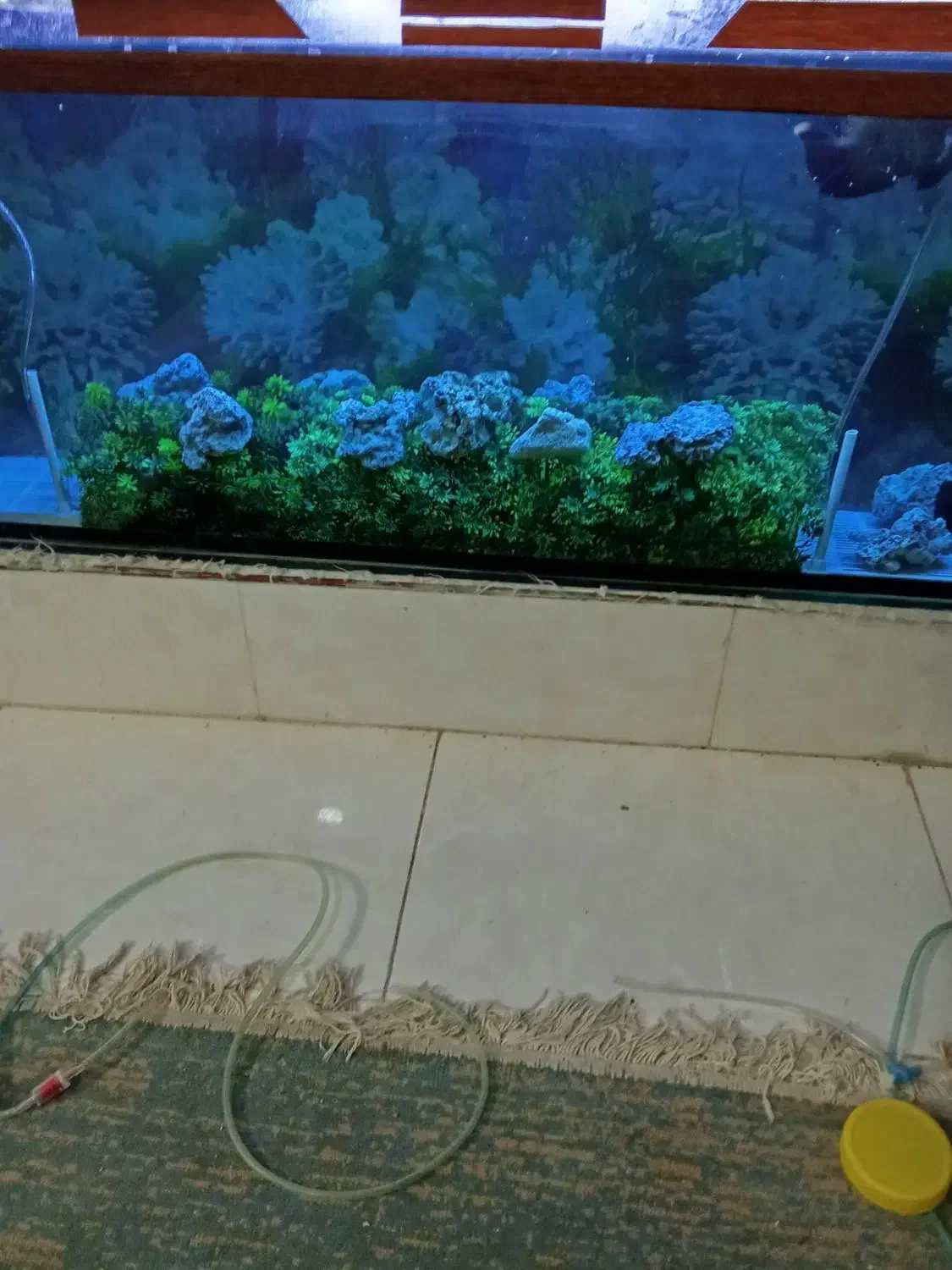 آکواریوم ولوازم|ماهی|زاهدان, |دیوار