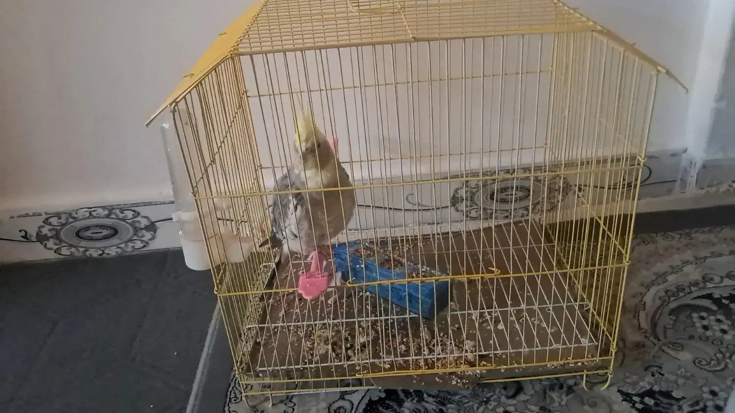 عروس هلندی یک عدد باقفس|پرنده|پاکدشت, پاکدشت (مامازند)|دیوار