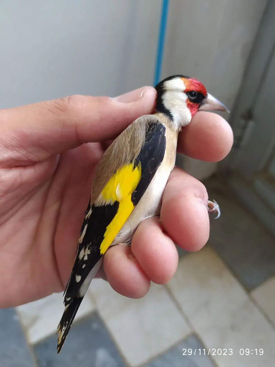 سهره نقاب بلند سه پر دم سفید|پرنده|اسدآباد, |دیوار