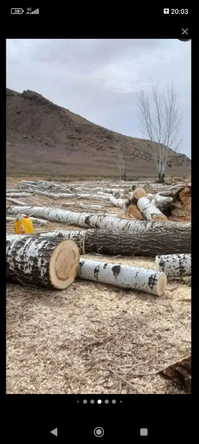 خریدانواعچوبوتیرسقفی|خدمات باغبانی و درختکاری|کنگاور, |دیوار