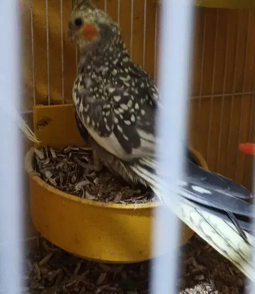 دو عروس هلندی ماده جوان و تعدادی مرغ عشق فروشی|پرنده|گلبهار, شهر جدید گلبهار|دیوار