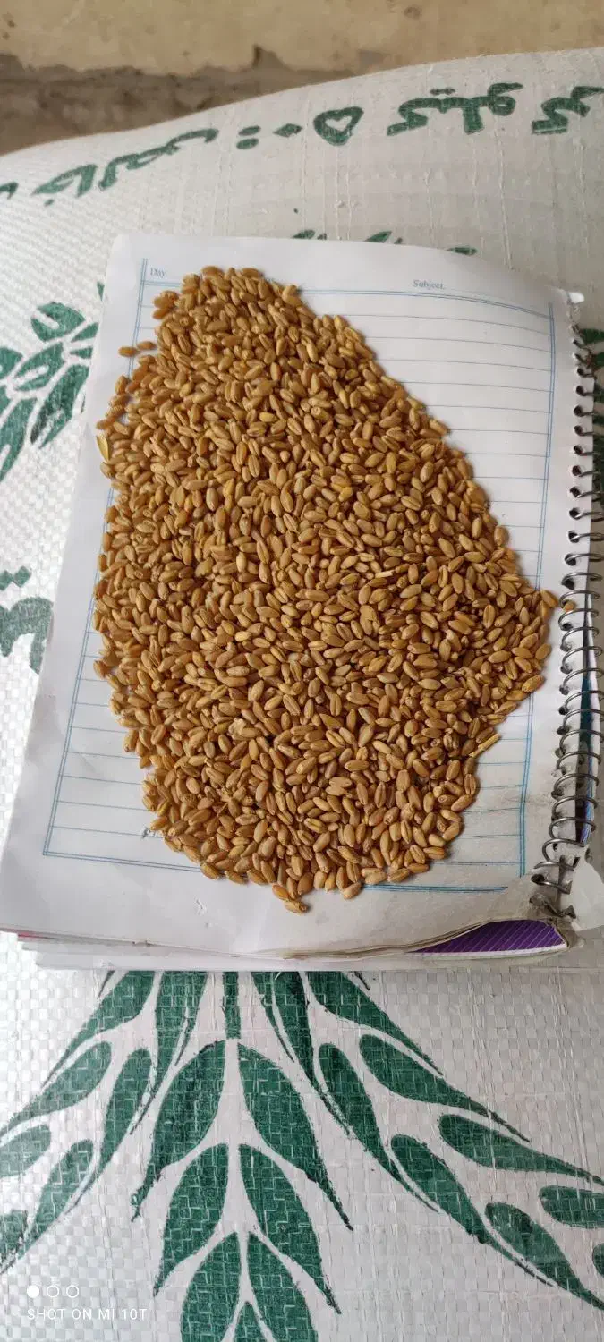 فروش گندم|عمدهفروشی|شادگان, |دیوار