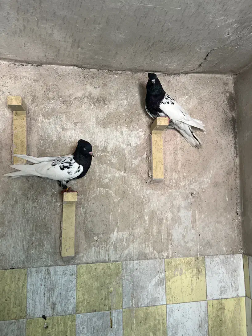 جفت سر سیاه عروسک|پرنده|رفسنجان, |دیوار
