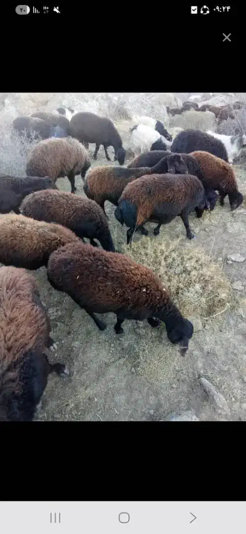 گوسفند آبستن سنگین و بره دار|حیوانات مزرعه|سراب, |دیوار