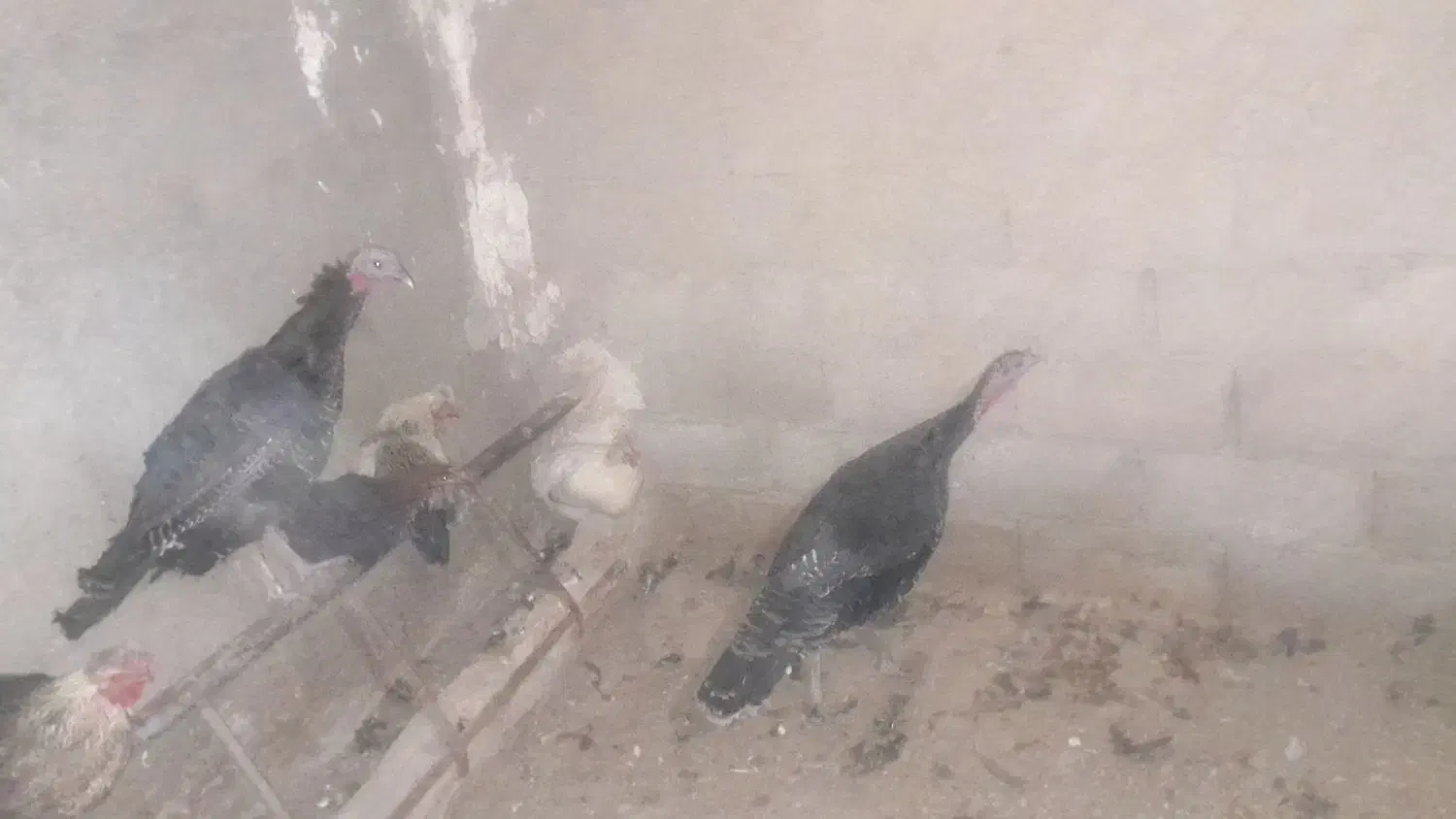 مرغ سرحال وبوقلمون|حیوانات مزرعه|تنکمان, |دیوار