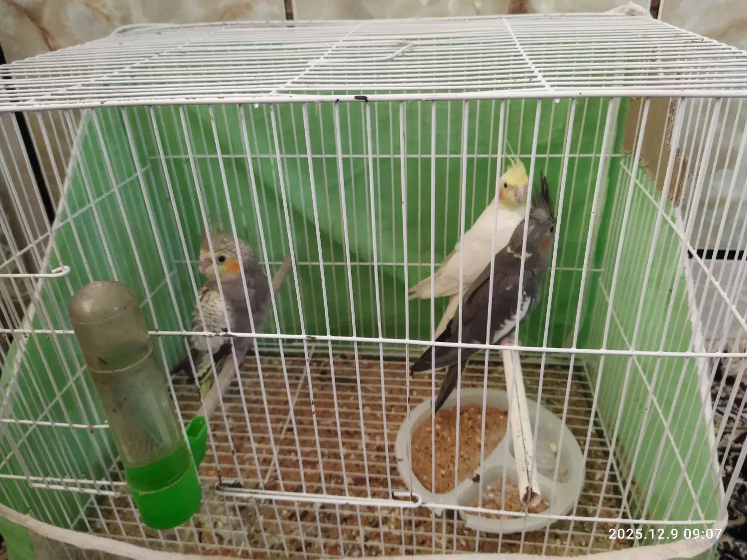 عروس هلندی|پرنده|زابل, |دیوار