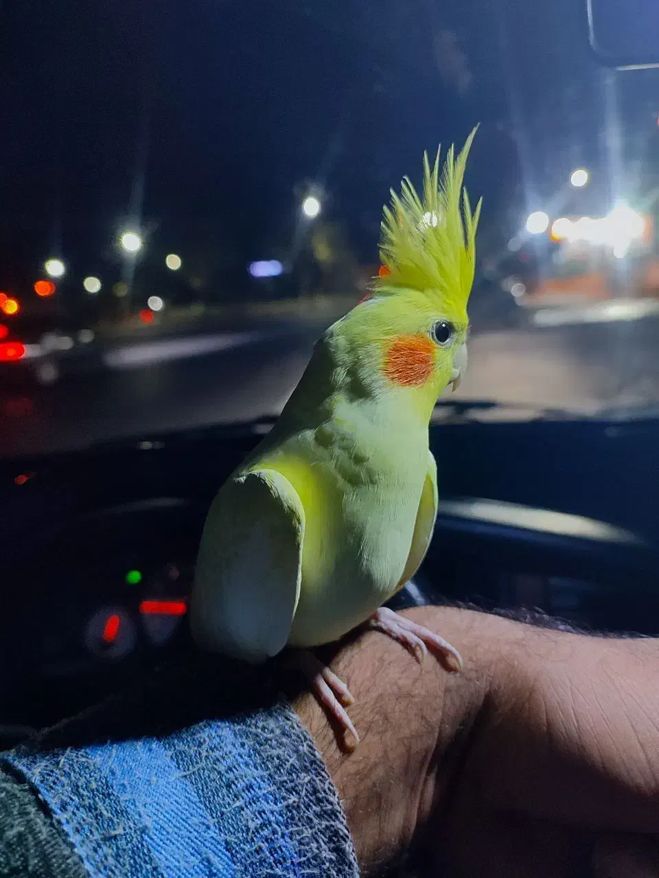 عروس هلندی|پرنده|محلات, |دیوار