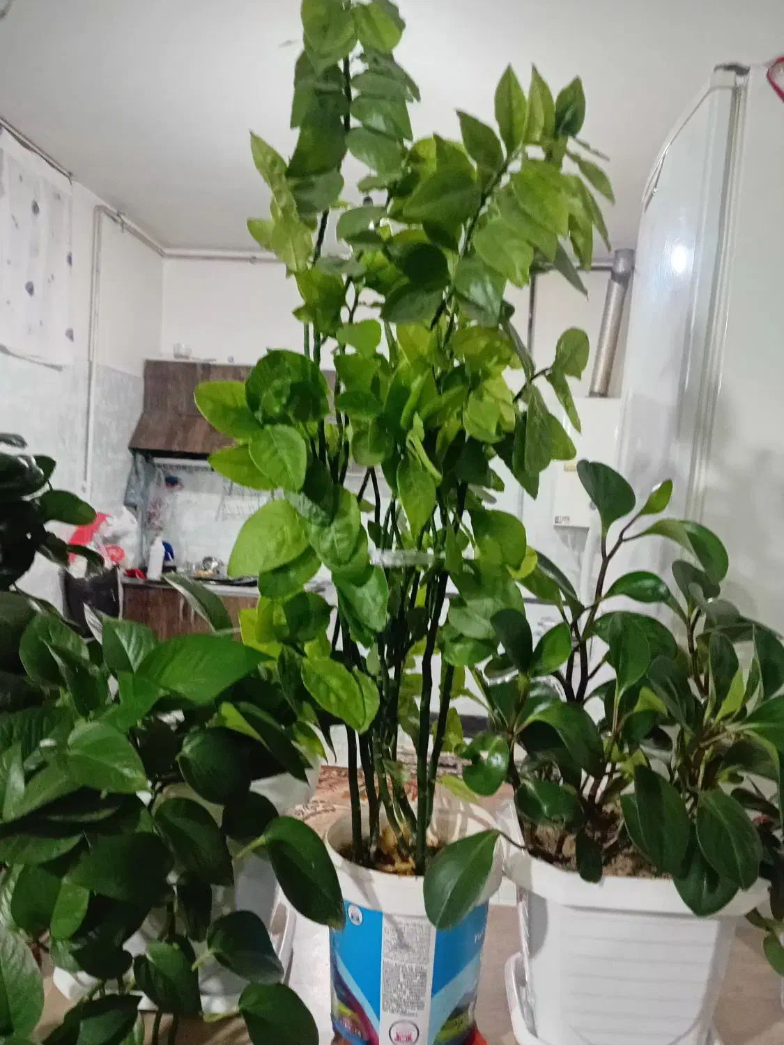 فروش گل|گل و گیاه طبیعی|دورود, |دیوار