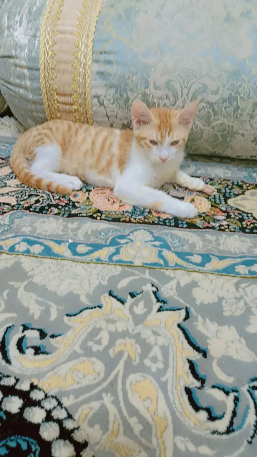 گربه|گربه|زاهدان, |دیوار