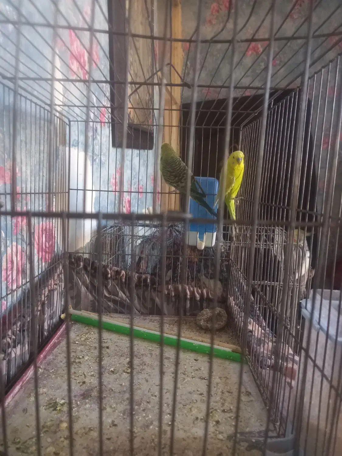 مرغ عشق|پرنده|ساروق, |دیوار