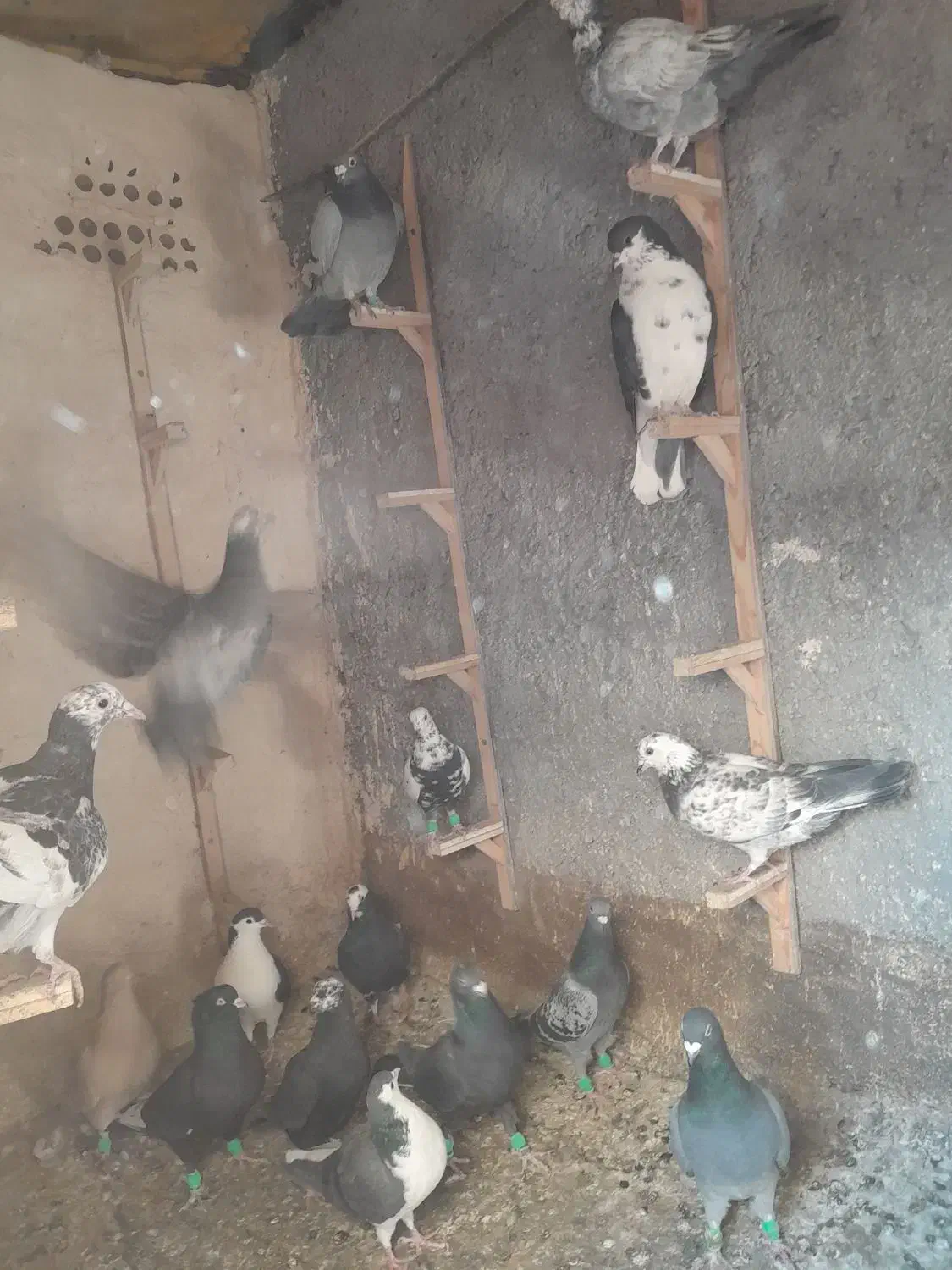 کفتر|پرنده|مشهد, انقلاب|دیوار