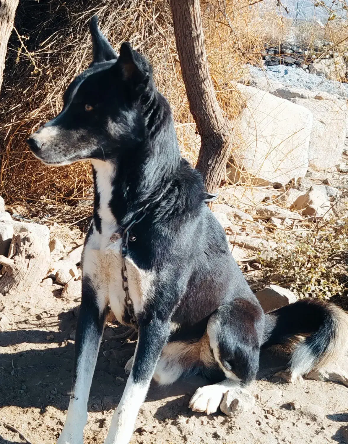 سگ شکاری کاملا با هوش سریع برا شکار برا فروش|سگ|عنبرآباد, |دیوار