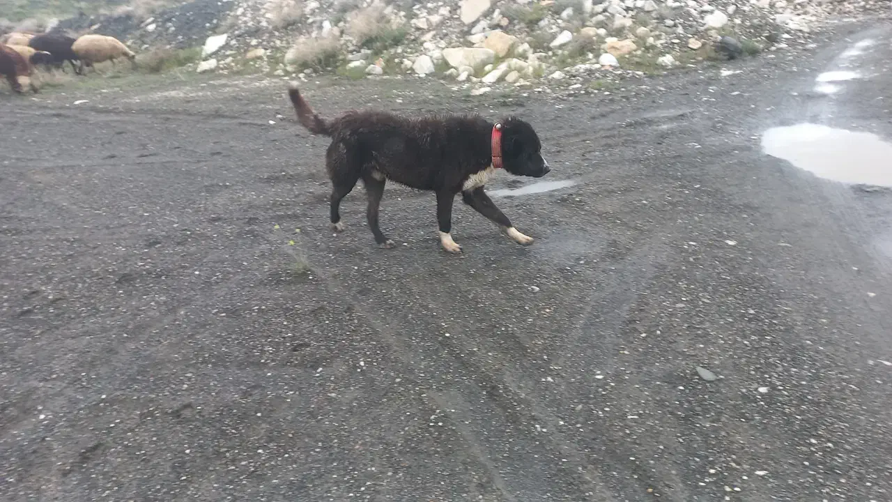 سگ گم شده|حیوانات|الیگودرز, |دیوار