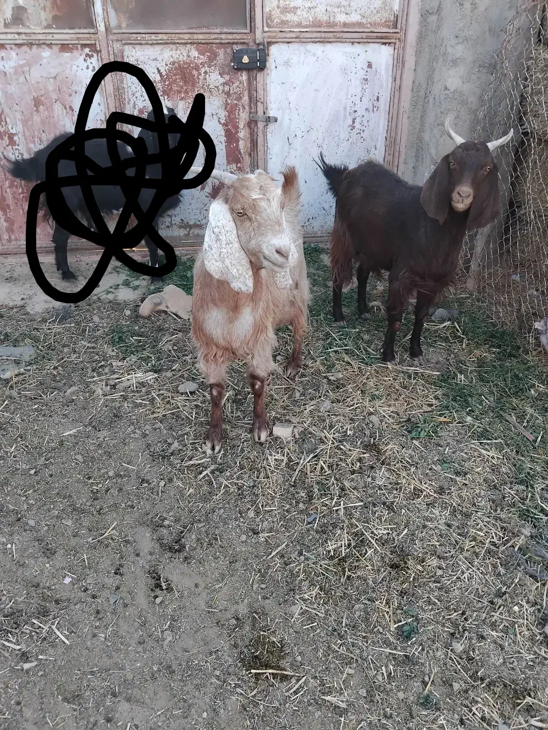 گوسفند بز فروش|حیوانات مزرعه|بیرجند, |دیوار