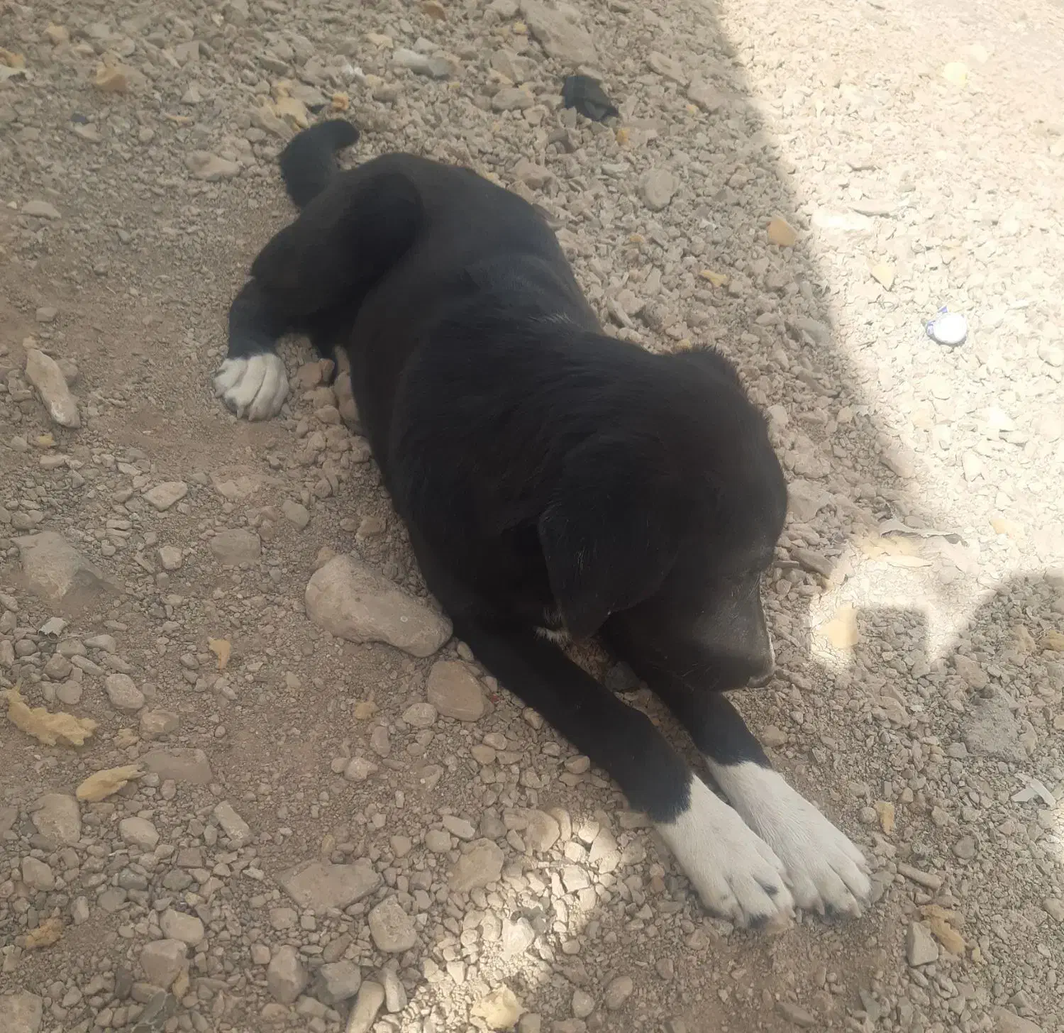 سگ دستاموز|سگ|محلات, |دیوار