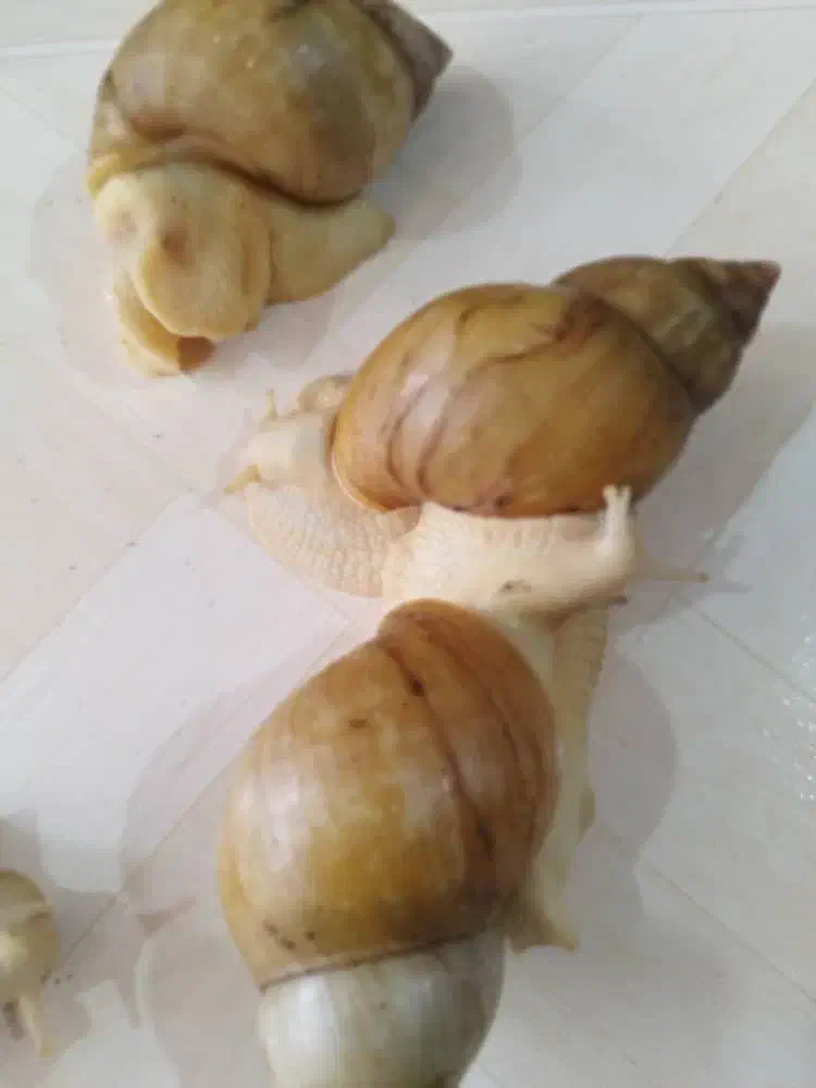 فروشگاه حلزون و ملزومات نگهداری|خزنده|کرج, اتحاد|دیوار