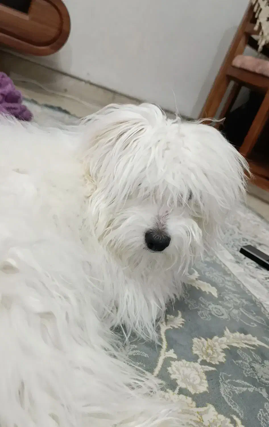 سگ مالتیز|سگ|اشتهارد, |دیوار