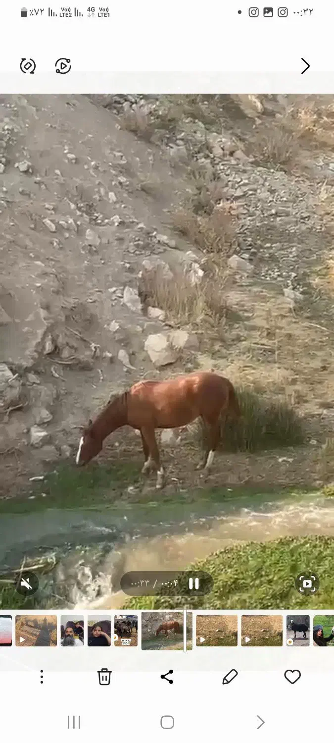 یه کره اسب|اسب و تجهیزات اسب‌سواری|پردیس, فاز ۶|دیوار