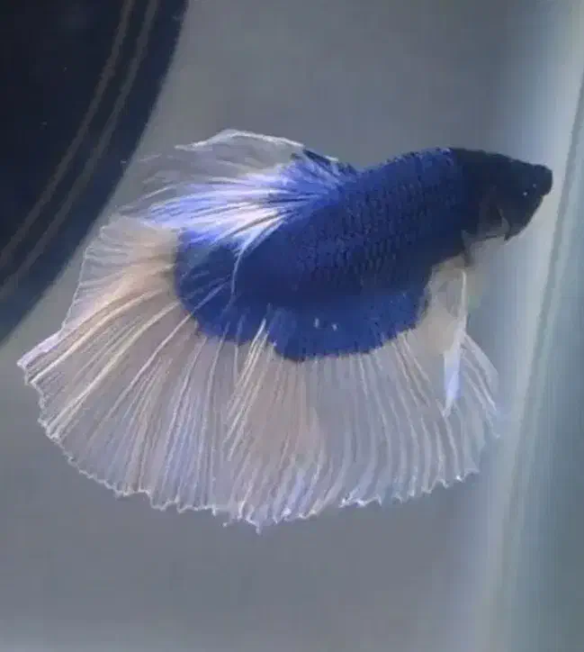 فایتر وارداتی|ماهی|تهران, تهرانسر مرکزی|دیوار