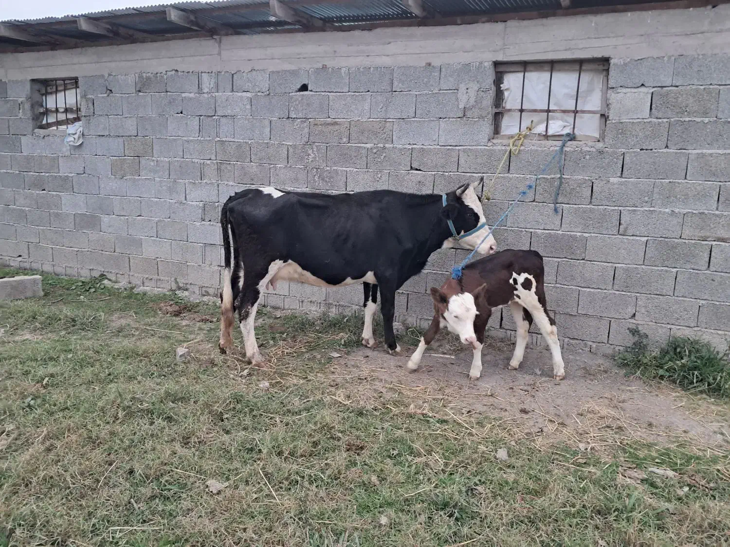 گاو و و گوساله سیمینتال عروسک|حیوانات مزرعه|ماسال, |دیوار
