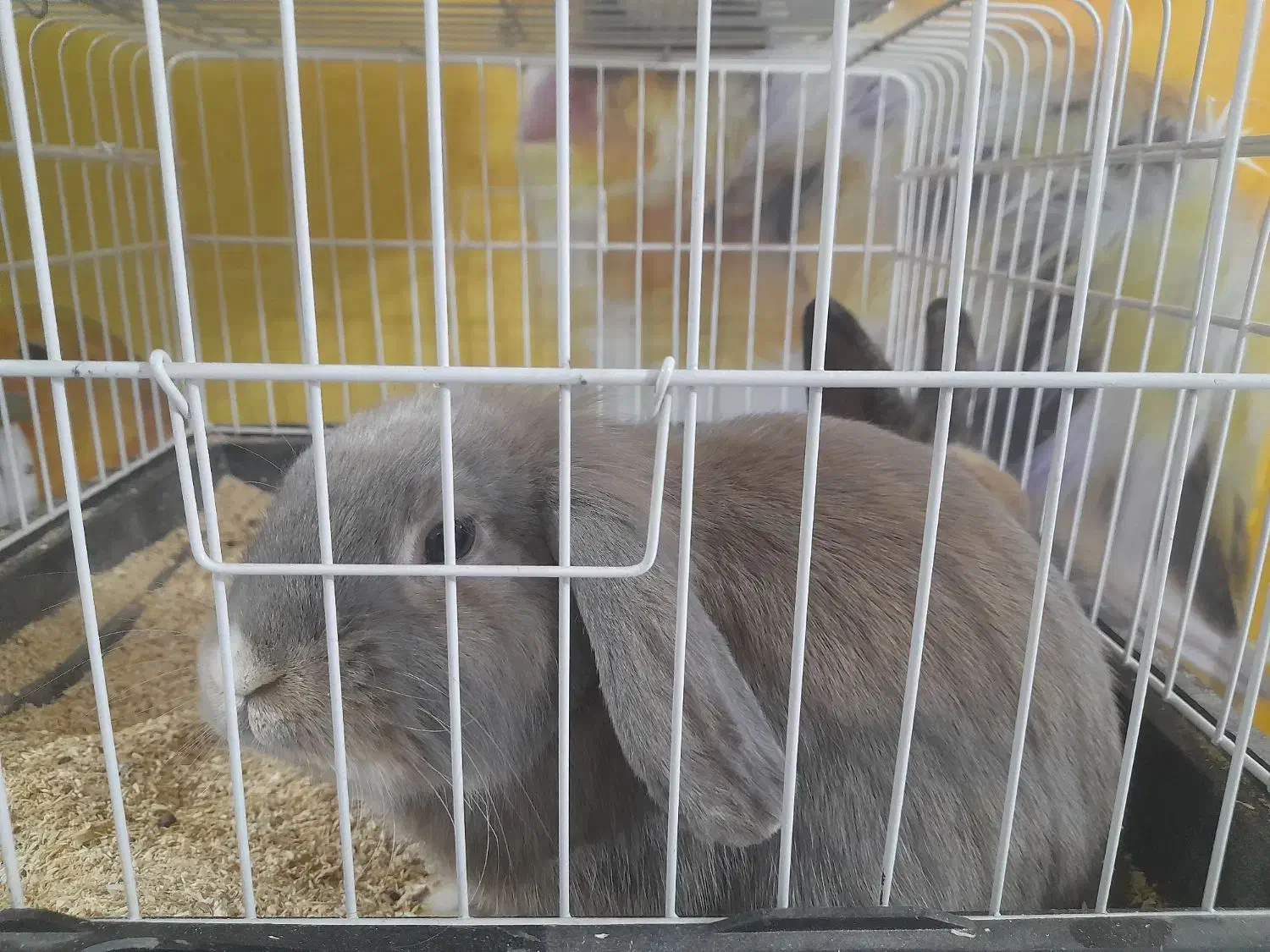 خرگوش لوپ و خوکچه هندی|موش و خرگوش|تربت‌حیدریه, میدان مرکزی|دیوار