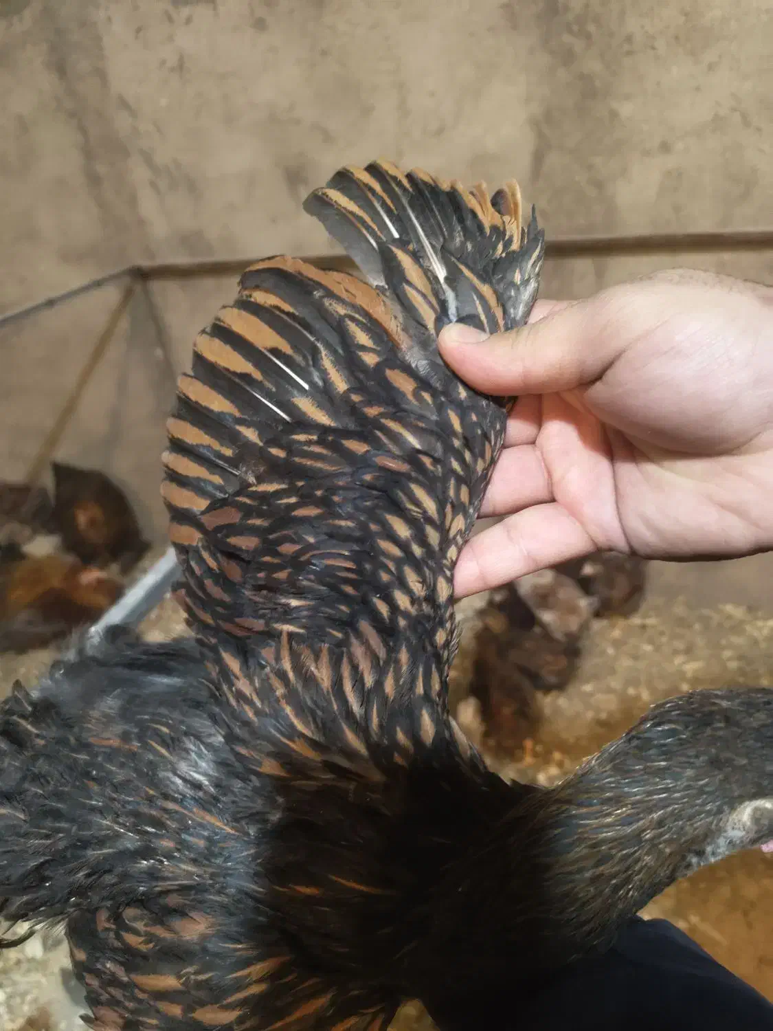 جوجه ، مرغ ، خروس ویاندوت|حیوانات مزرعه|اصفهان, نقش جهان|دیوار