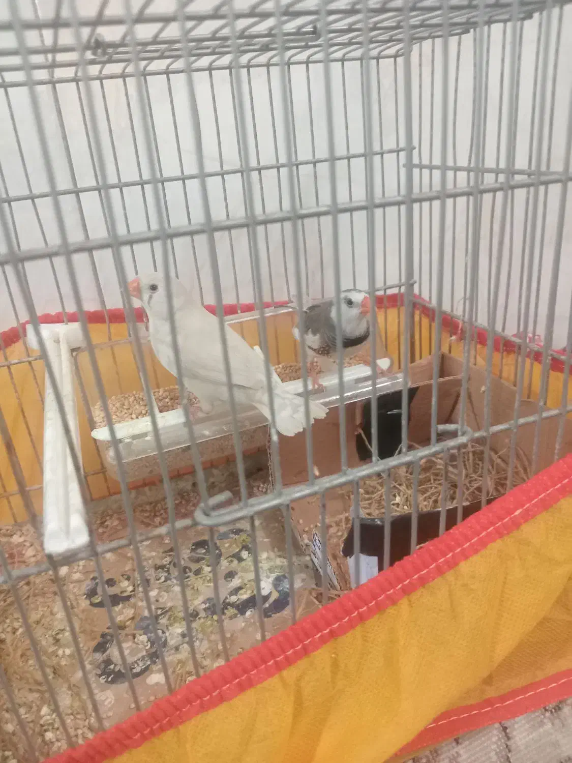 فنچ|پرنده|تربت جام, حافظ|دیوار