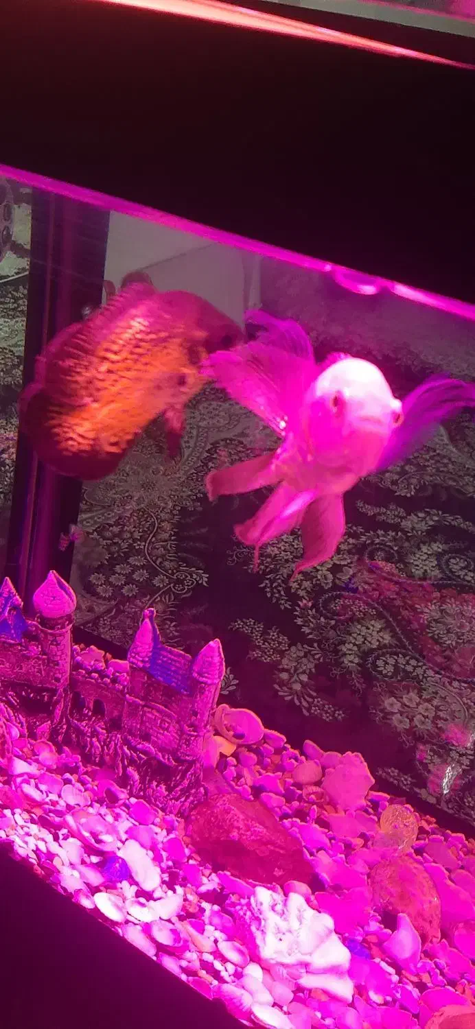 ماهی اسکار|ماهی|اهر, |دیوار