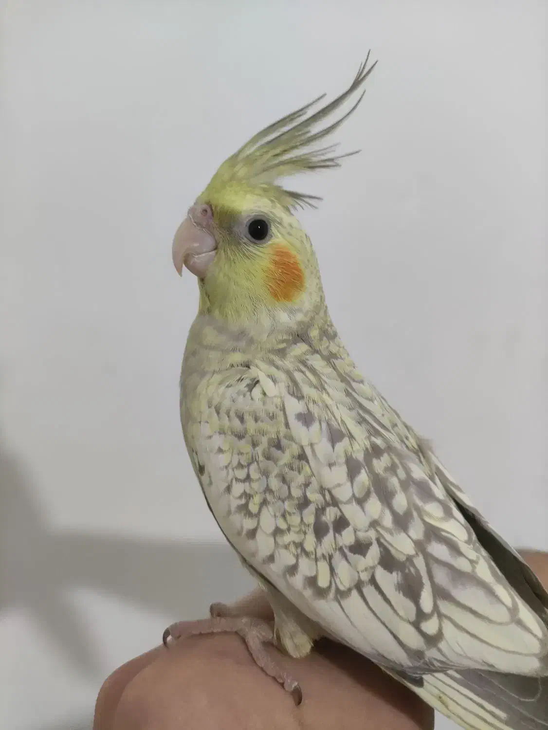 جوجه عروس هلندی|پرنده|اندیشه, اندیشه فاز ۵|دیوار