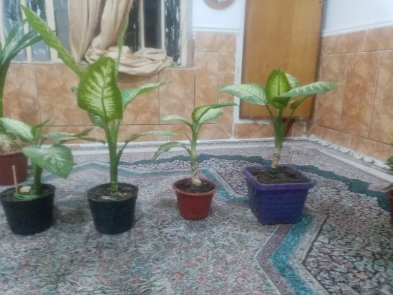 گلدان|گل و گیاه طبیعی|داراب, |دیوار