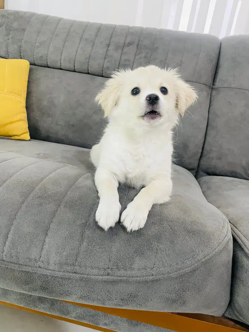 سگ اشپیتز شناسنامه دار|سگ|مشهد, سجادیه|دیوار