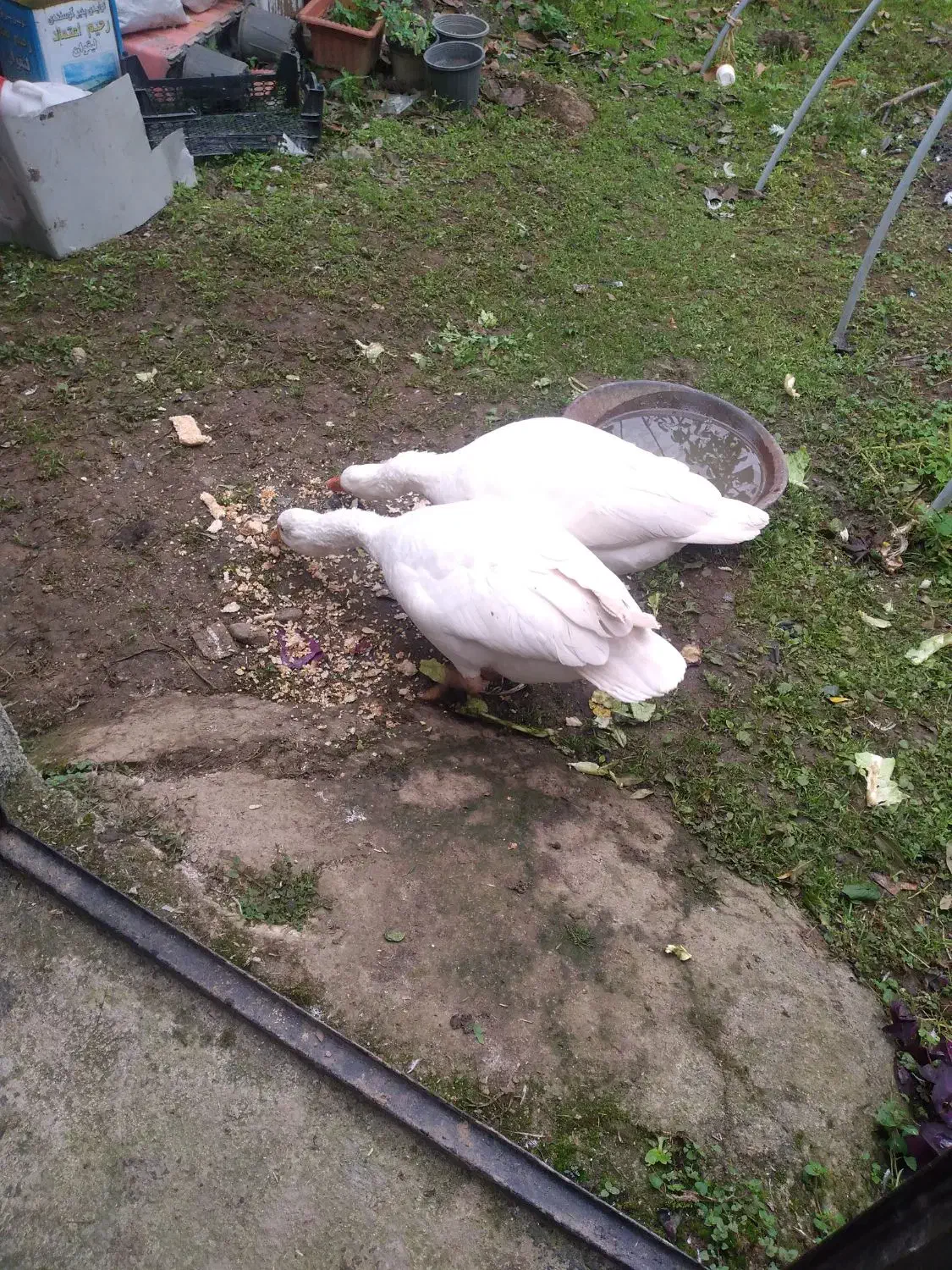 غازسفید دوتا|حیوانات مزرعه|تولم شهر, |دیوار