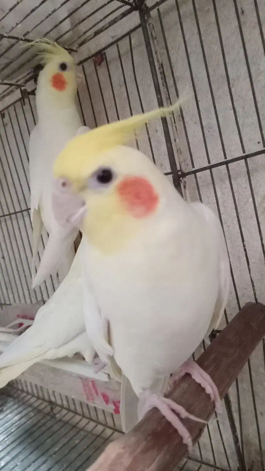 عروس هلندی نر مست آواز خوان|پرنده|رشت, کوی فرهنگیان|دیوار