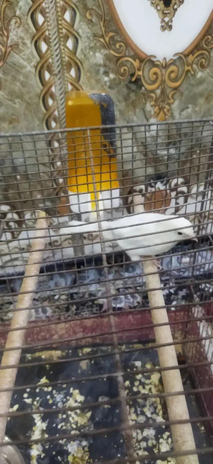 قناری ماده سن حدود ۲نیم سال|پرنده|سراوان, |دیوار