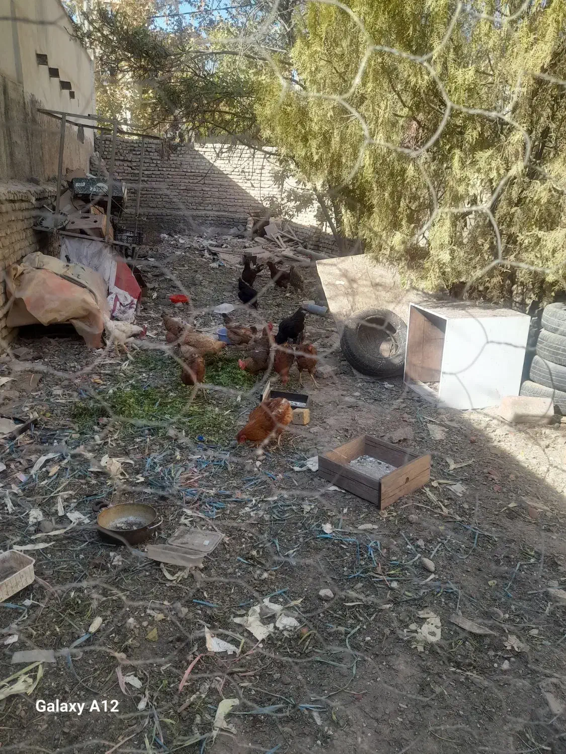 تعدادی خروس به فروش میرسد خروسها 8ماهه هستند|حیوانات مزرعه|بومهن, |دیوار