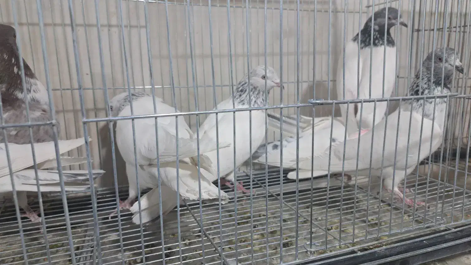 کبوتر پاکستانی تیدی|پرنده|خمینی‌شهر, |دیوار