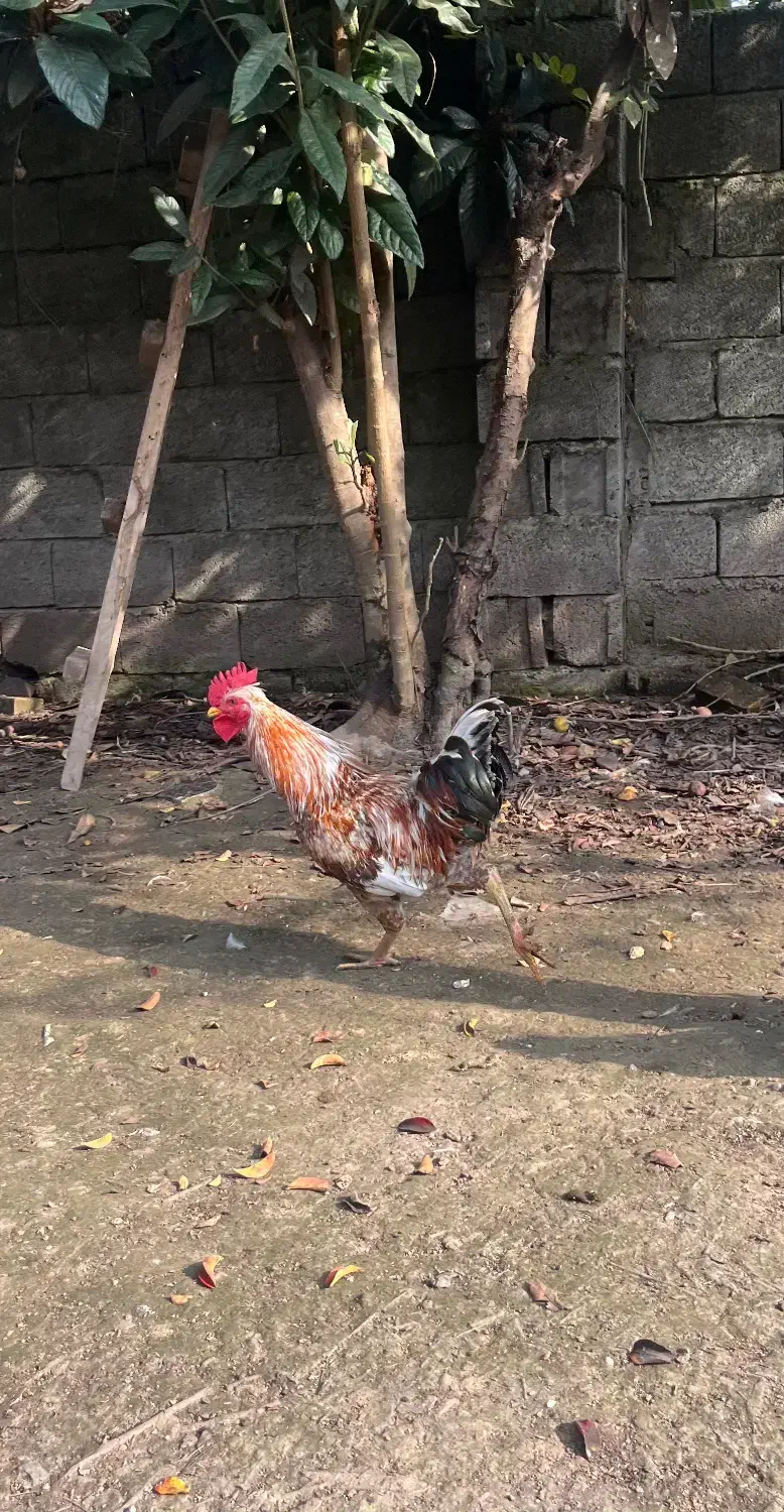 حیوانات مزرعه|حیوانات مزرعه|رشت, تازه آباد|دیوار