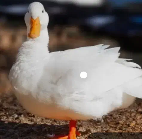 اردک|پرنده|زهک, |دیوار