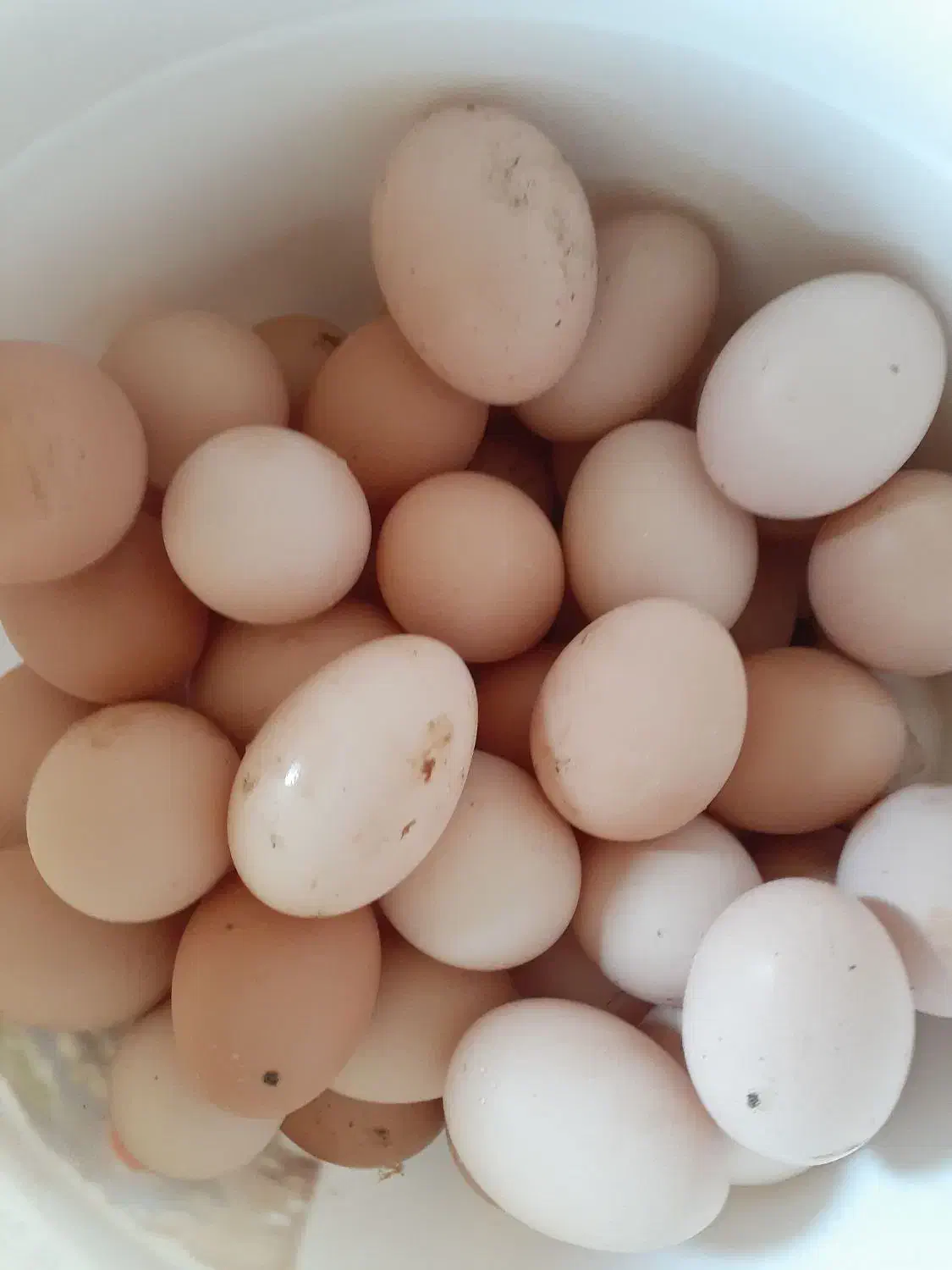 تخم مرغ نطفه دار|خوردنی و آشامیدنی|رضوانشهر, |دیوار