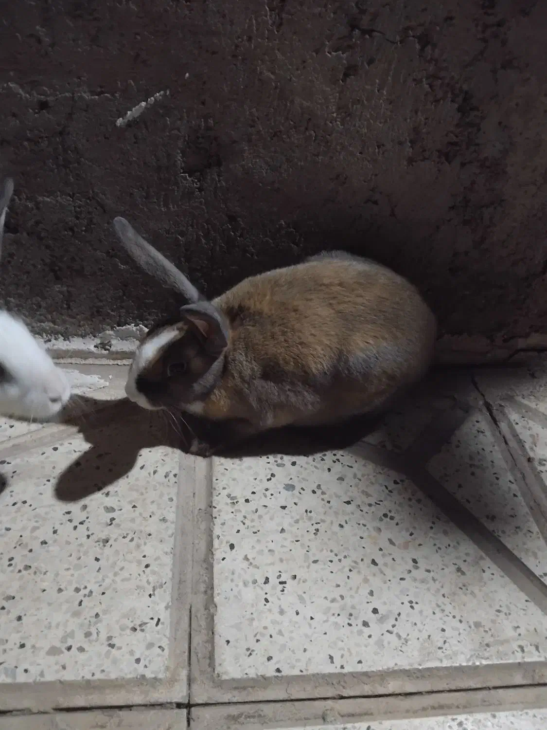 خرگوش خوشگل|موش و خرگوش|نیشابور, دربقاضی|دیوار