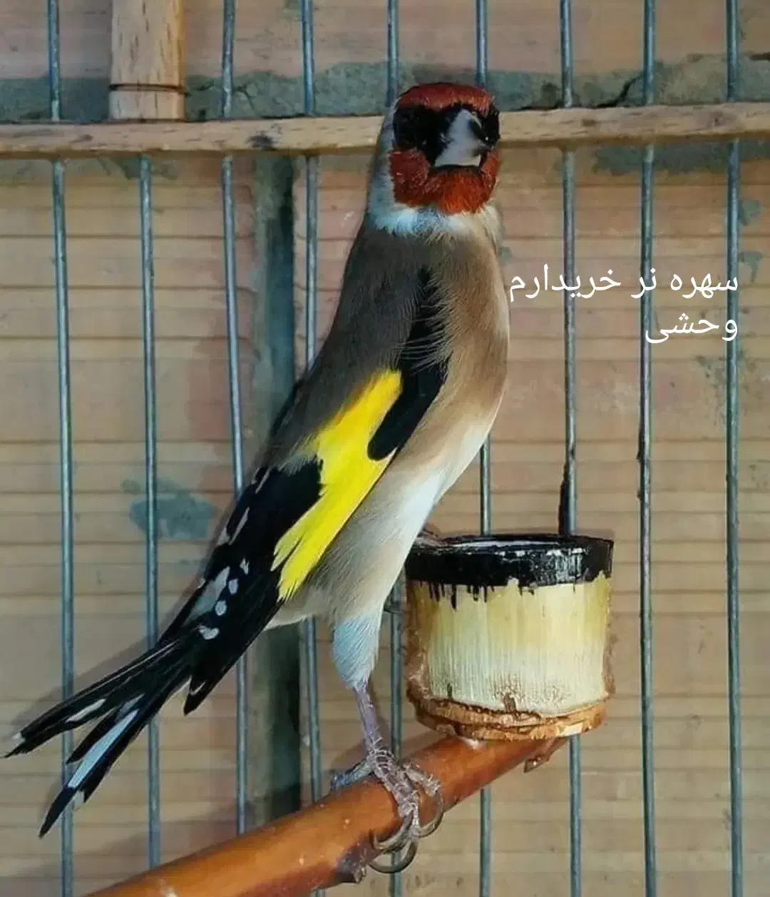 سهره نر تازه گیر|پرنده|سریش آباد, |دیوار