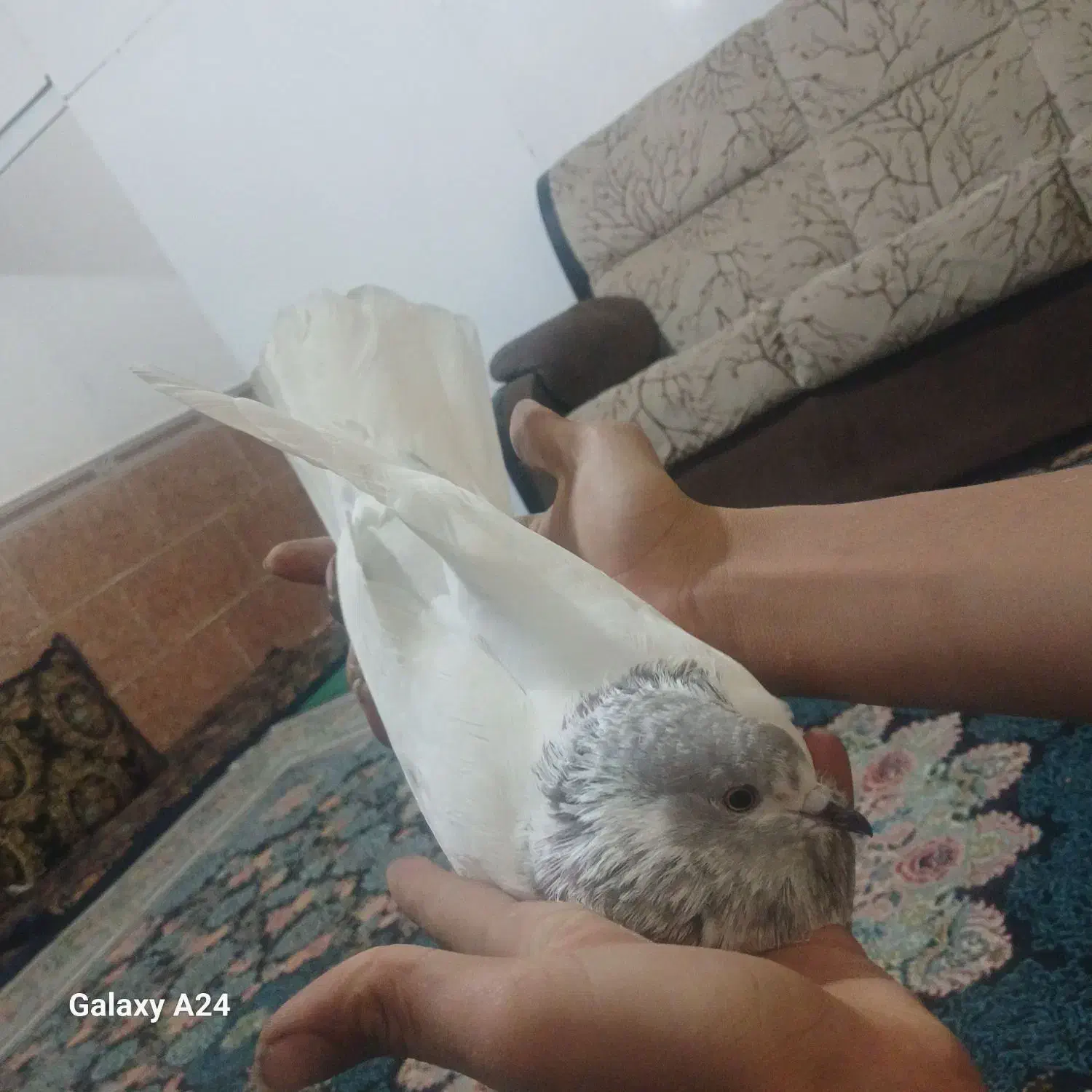 کله ای|پرنده|جیرفت, |دیوار